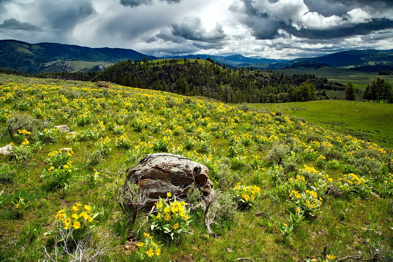 The Best Spots for Wildlife Photography in Yellowstone